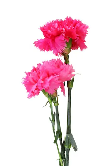 Flower Bunch Standard